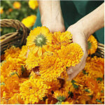 Weleda Κρέμα για Ενυδάτωση 200ml - Image 4