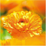 Weleda Κρέμα για Ενυδάτωση 200ml - Image 3