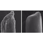 Olaplex No.3 Hair Perfector Serum Μαλλιών για Ενδυνάμωση 250ml - Image 3