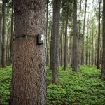 Midland Αδιάβροχη Κάμερα Κυνηγιού με Ανίχνευση Κίνησης - Image 2