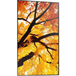 Sharp 60006052 Public Display 32"