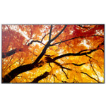 Sharp 60006052 Public Display 32" - Image 3